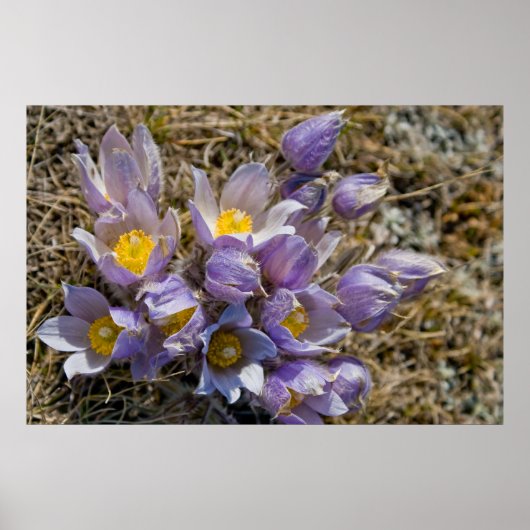 Poster Cluster Crocus (Devant)