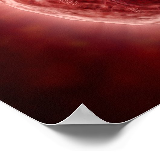 Poster Cluster De Blastomères Formant Une Morula (Coin)