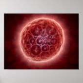 Poster Cluster De Blastomères Formant Une Morula (Devant)