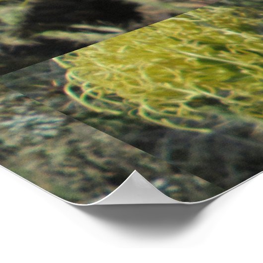 Poster Cluster de fleurs géantes Agave (Coin)