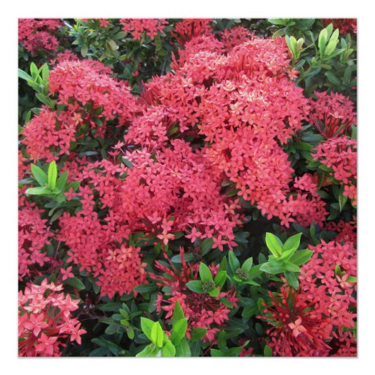 Poster Cluster de Red Ixora (Devant)