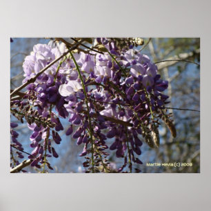 Poster Cluster Wisteria