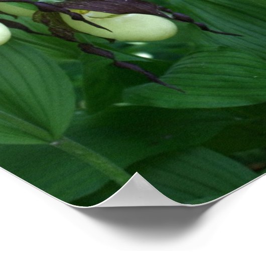 Poster Clutch de fleurs d'orchidées blanches (Coin)