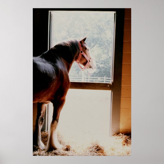 Poster Clydesdale (Devant)