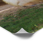 Poster Clydesdale (Coin)