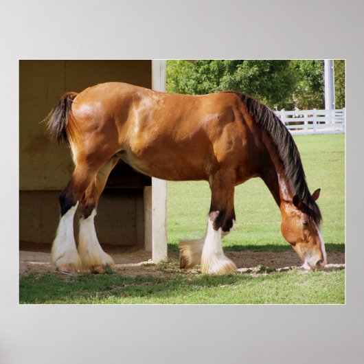 Poster Clydesdale (Devant)