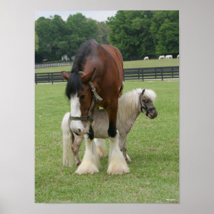Poster Clydesdale debout au-dessus de Miniature Pony
