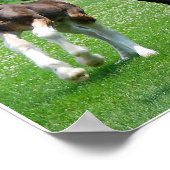 Poster Clydesdale et Filly (Coin)