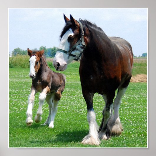 Poster Clydesdale et Filly (Devant)