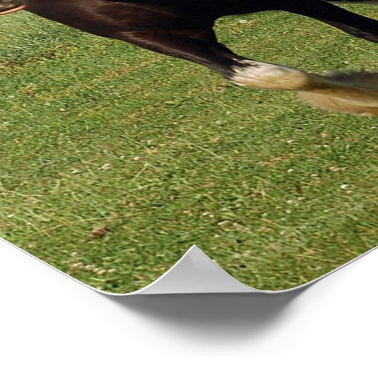 Poster Clydesdale exécution de l'impression (Coin)