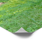 Poster Clydesdale Horse (Coin)