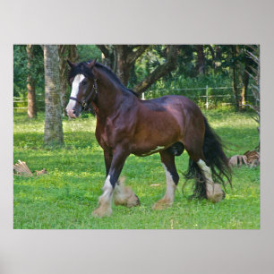 Poster Clydesdale Horse