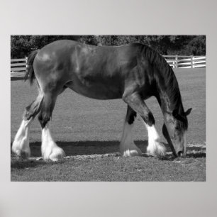 Poster Clydesdale noir et blanc