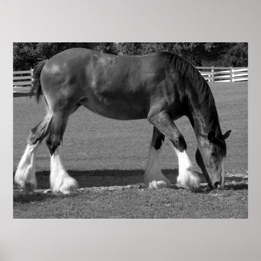 Poster Clydesdale noir et blanc (Devant)