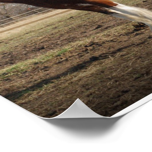 Poster Clydesdale stud Print (Coin)