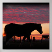 Poster Clydesdale Sunset (Devant)