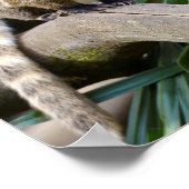 Poster Coati à anneaux sur branche (Coin)