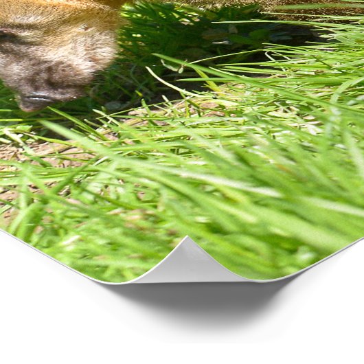 Poster Coati à queue de ceinture sur l'herbe (Coin)