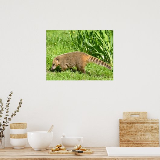 Poster Coati à queue de ceinture sur l'herbe (Cuisine)