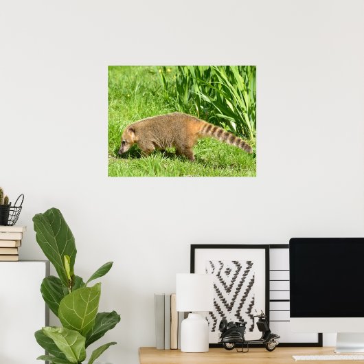 Poster Coati à queue de ceinture sur l'herbe (Bureau à domicile)