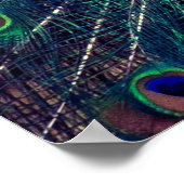 Poster Cobalt Blue Peacock (Coin)