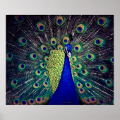 Poster Cobalt Blue Peacock (Devant)