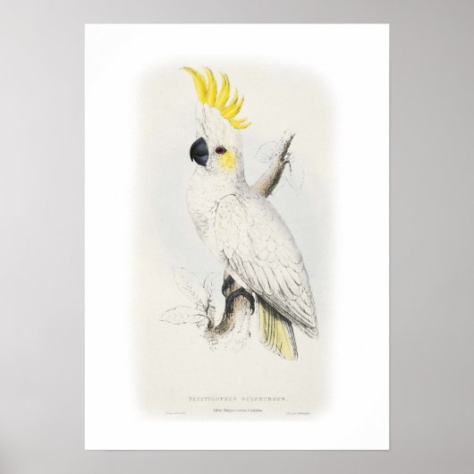 Poster Coca à poitrine de soufre plus faible (Devant)