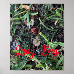 Poster Coccinelle