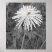 Poster Coccinelle (Devant)