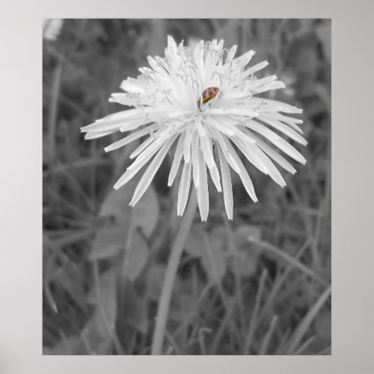 Poster Coccinelle (Devant)