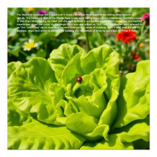 Poster Coccinelle chanceuse 