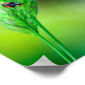 Poster Coccinelle noire (Coin)