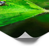 Poster Coccinelle rouge (Coin)