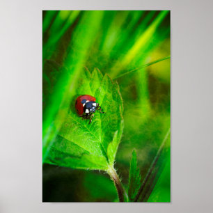 Poster Coccinelle rouge