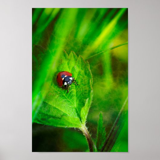 Poster Coccinelle rouge (Devant)