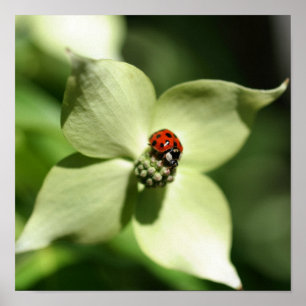 Poster Coccinelle sur fleur de cornouiller blanc en gros