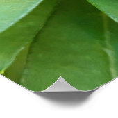 Poster Coccinelle sur fleurs (Coin)