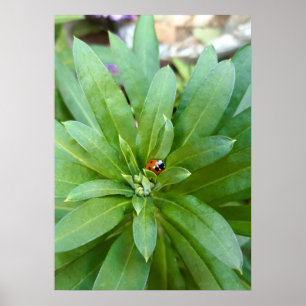 Poster Coccinelle sur fleurs