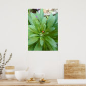 Poster Coccinelle sur fleurs (Cuisine)