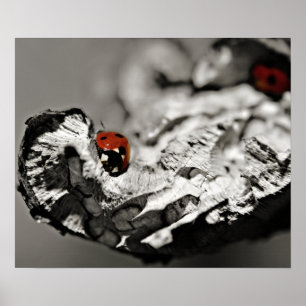 Poster Coccinelles