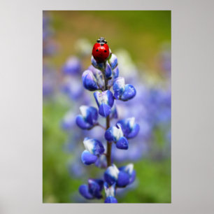 Poster Coccinelles chanceuses
