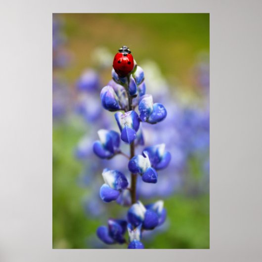 Poster Coccinelles chanceuses (Devant)