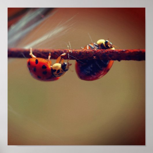 Poster Coccinelles en équilibre de près (Devant)