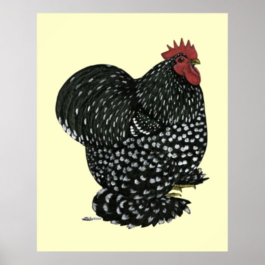 Poster Cochin:  Black Mottle (Devant)