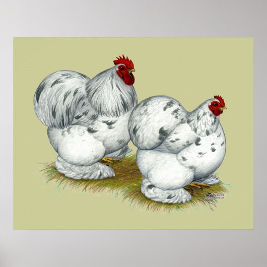 Poster Cochin : Splash Bantams (Devant)