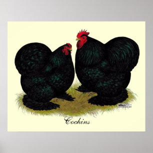 Poster Cochins Black Bantam Paire