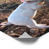 Poster Cochon bébé (Coin)