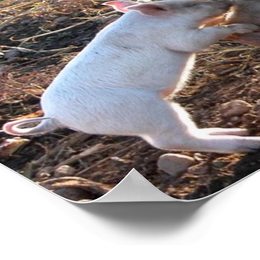 Poster Cochon bébé (Coin)