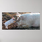 Poster Cochon bébé (Devant)