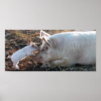 Cochon bébé